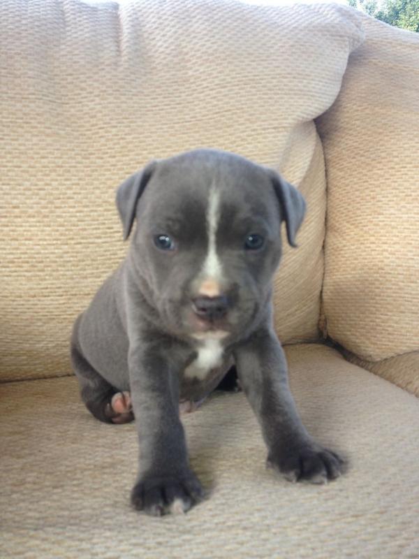 Blue Staffordshire bull terrier puppies Ready Now Contact 503 427 8998 Image eClassifieds4u