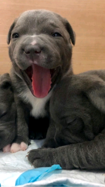 BLUE STAFFORDSHIRE BULL TERRIER PUPPIES READY Text Us At (503)-427-8998 Image eClassifieds4u