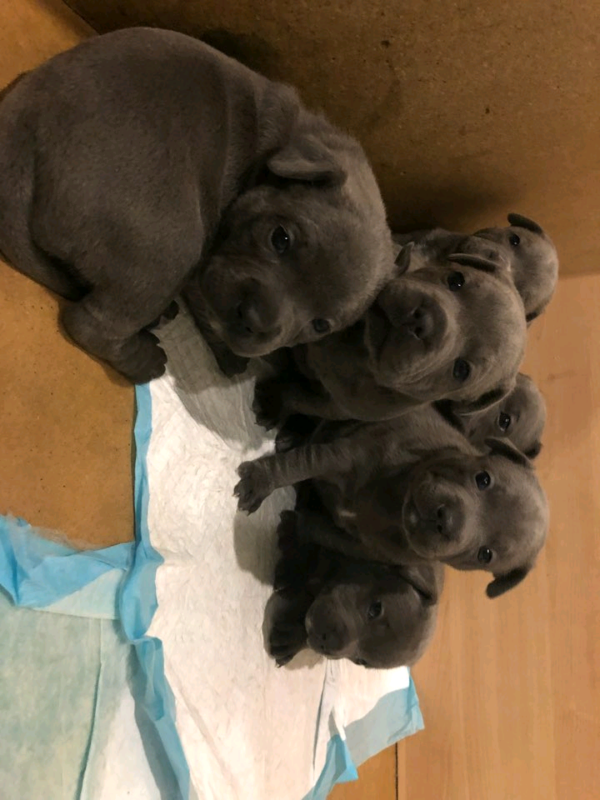 BLUE STAFFORDSHIRE BULL TERRIER PUPPIES READY Text Us At (503)-427-8998 Image eClassifieds4u