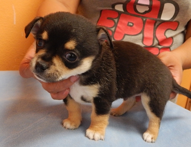 Chihuahua puppies Ready Image eClassifieds4u