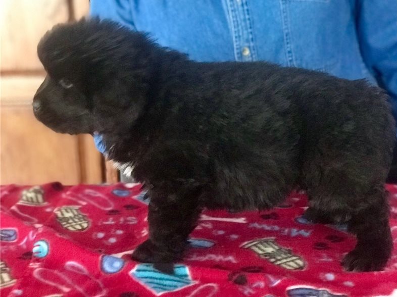 CKC MALE AND FEMALE NEWFOUNDLAND PUPPIES AVAILABLE Image eClassifieds4u