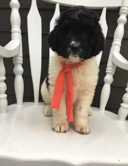 CKC MALE AND FEMALE NEWFOUNDLAND PUPPIES AVAILABLE Image eClassifieds4u