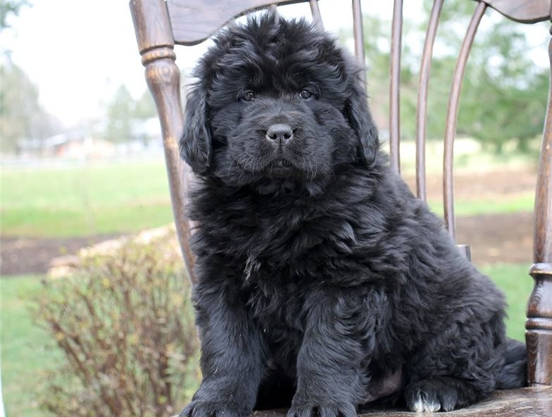 CKC MALE AND FEMALE NEWFOUNDLAND PUPPIES AVAILABLE Image eClassifieds4u
