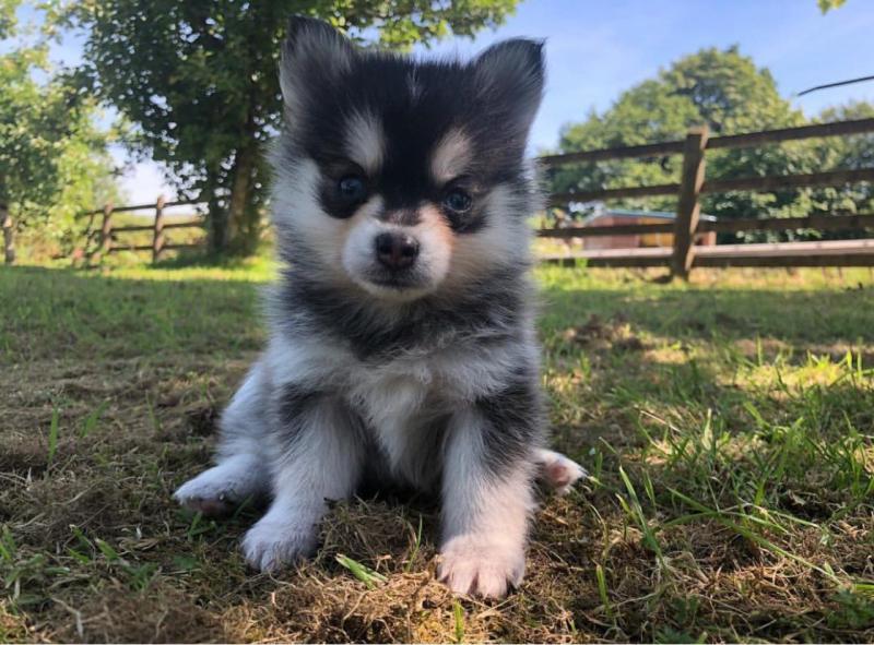 Cute And Lovely Pomsky Puppies Available Now CALL US AT (530)-427-8998 Image eClassifieds4u