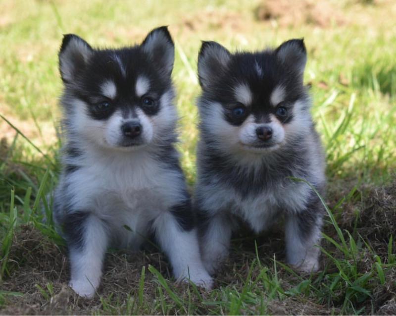 Cute And Lovely Pomsky Puppies Available Now CALL US AT (530)-427-8998 Image eClassifieds4u