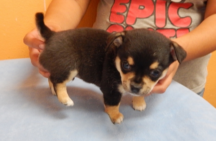 Gorgeous Chihuahua puppies Image eClassifieds4u