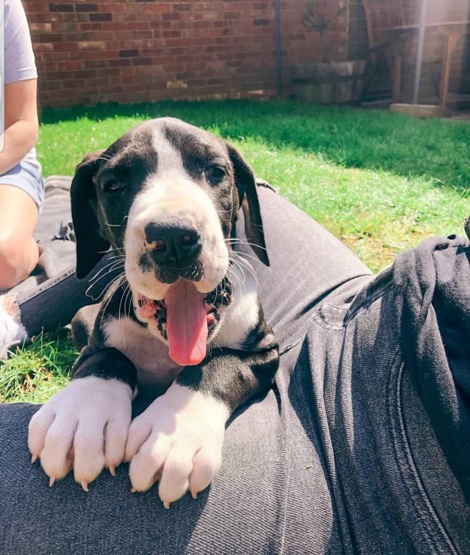 Great Dane puppies Text Us At (503)-427-8998 Image eClassifieds4u