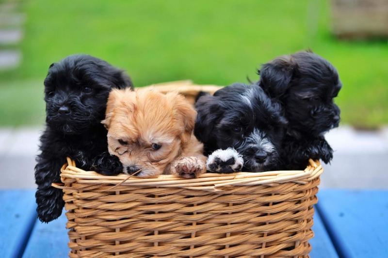 Havanese Puppies Ready for their forever homes Text Us At (503)-427-8998 Image eClassifieds4u