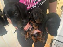Adorable Dachshunds Puppies Ready For Sale Now Text Us At (503)-427-8998 Image eClassifieds4u 2