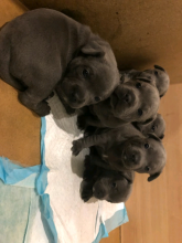BLUE STAFFORDSHIRE BULL TERRIER PUPPIES READY Text Us At (503)-427-8998 Image eClassifieds4u 2
