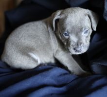 Blue Staffordshire bull terrier pups Image eClassifieds4U