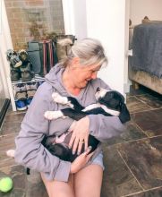 Great Dane puppies Text Us At (503)-427-8998 Image eClassifieds4u 1