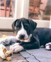 Great Dane puppies Text Us At (503)-427-8998 Image eClassifieds4u 2