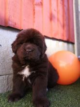 Home Trained Ckc Reg Newfoundland Puppies Available Now Image eClassifieds4u 2