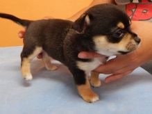 Male & Female Chihuahua Puppies Image eClassifieds4u 2