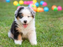 Merle Australian Shepherd Puppies ready to go Text Us At (503)-427-8998 Image eClassifieds4U