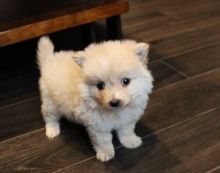 Toy Pomeranian Puppies Available Now Call us at (530)-427-8998 Image eClassifieds4u 3