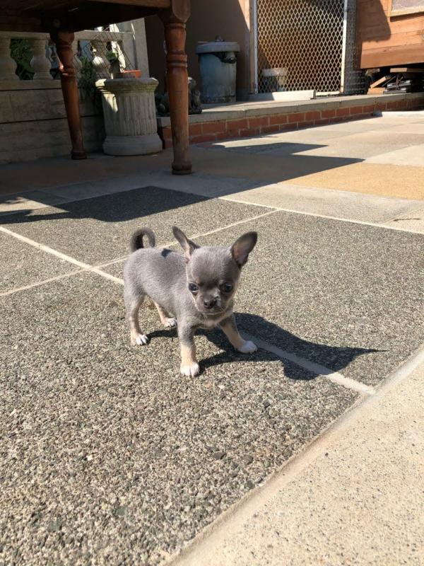 Male & Female Chihuahua Puppies Image eClassifieds4u