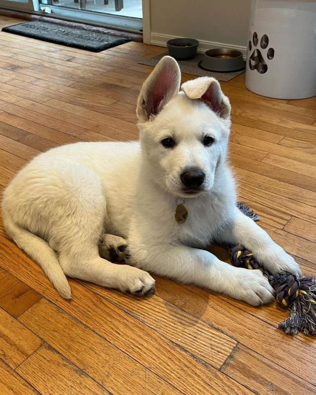 Playful German Shepherd puppies Available For Good Homes Call Us AT (530)-427-8998 Image eClassifieds4u