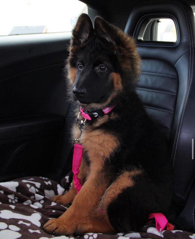 Playful German Shepherd puppies Available For Good Homes Call Us AT (530)-427-8998 Image eClassifieds4u