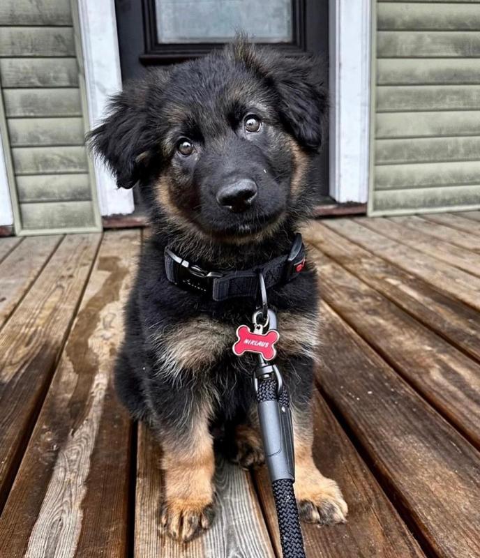 Playful German Shepherd puppies Available For Good Homes Call Us AT (530)-427-8998 Image eClassifieds4u