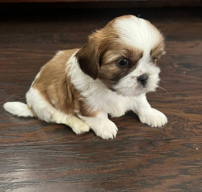 Quality Shih Tzu puppies Image eClassifieds4u