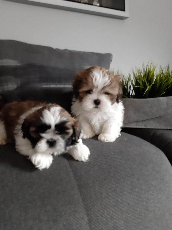 Socialize Shih Tzu puppies Image eClassifieds4u
