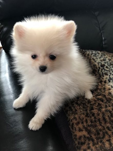 Toy Pomeranian Puppies Available Now Call us at (530)-427-8998 Image eClassifieds4u