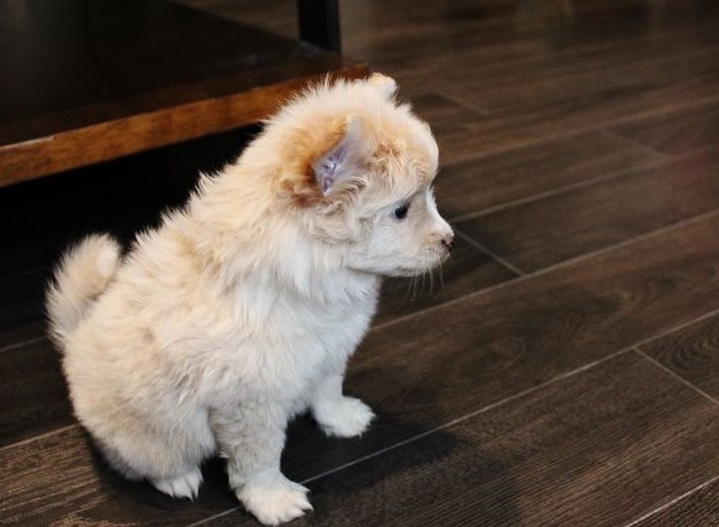 Toy Pomeranian Puppies Available Now Call us at (530)-427-8998 Image eClassifieds4u