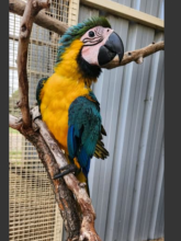 2 hand raised Blue & Gold Macaw