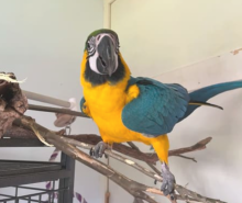 2 yr old unrelated pair blue and gold macaws