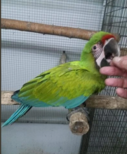 Baby blue and gold macaws available