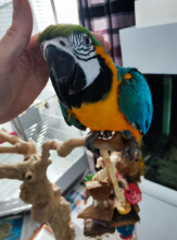 Beautiful hand raised blue n gold Macaw