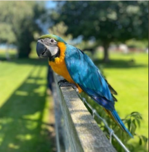 Hand Raised Baby Blue and Gold Macaws for sale