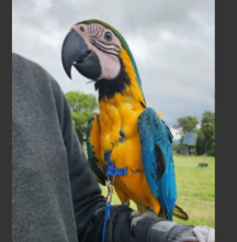 Very friendly hand raised blue and gold macaw babies