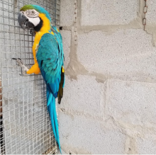 Well tamed Blue & Gold Macaw for sale