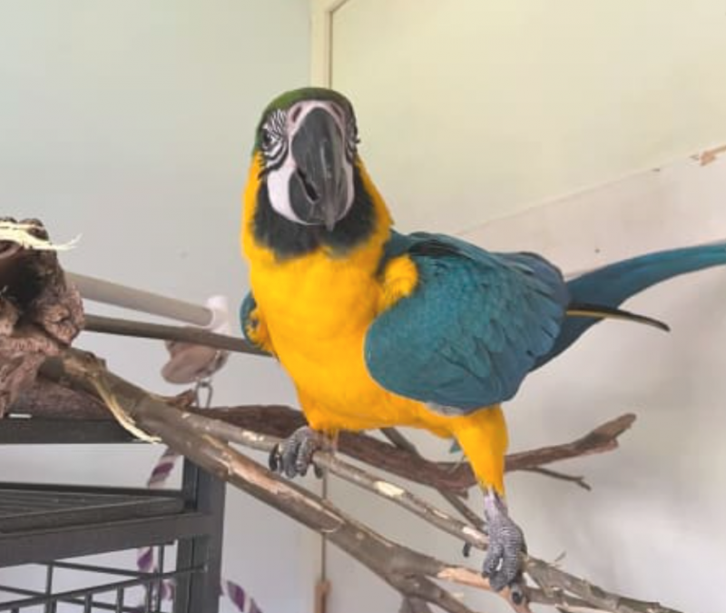 Blue & Gold macaw female very friendly Image eClassifieds4u