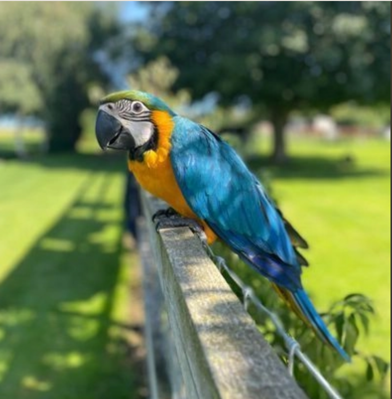 Blue n gold baby hand raised macaw parrot Image eClassifieds4u