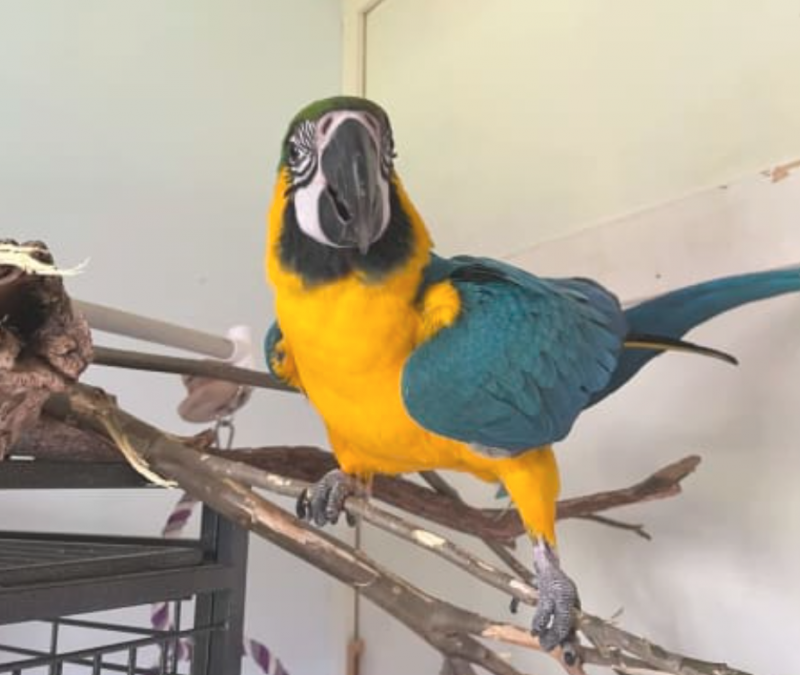 Hand raised blue and gold macaws Image eClassifieds4u