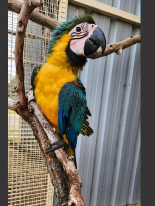 Hand raised blue and gold macaws Image eClassifieds4u