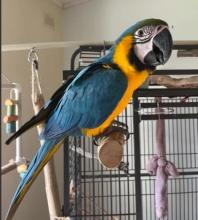 2 yr old unrelated pair blue and gold macaws Image eClassifieds4u 2