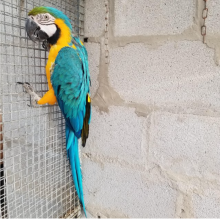Blue & Gold macaw female very friendly Image eClassifieds4u 2