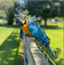 Blue n gold baby hand raised macaw parrot Image eClassifieds4u 2