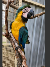 Hand Raised Baby Blue and Gold Macaws for sale Image eClassifieds4u 3