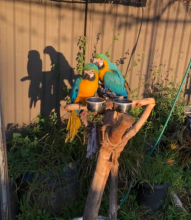 Hand raised blue and gold macaws Image eClassifieds4u 2