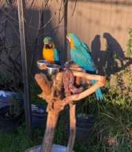 Handraised blue and gold macaws Image eClassifieds4u 2