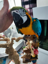 Well tamed Blue & Gold Macaw for sale Image eClassifieds4u 2