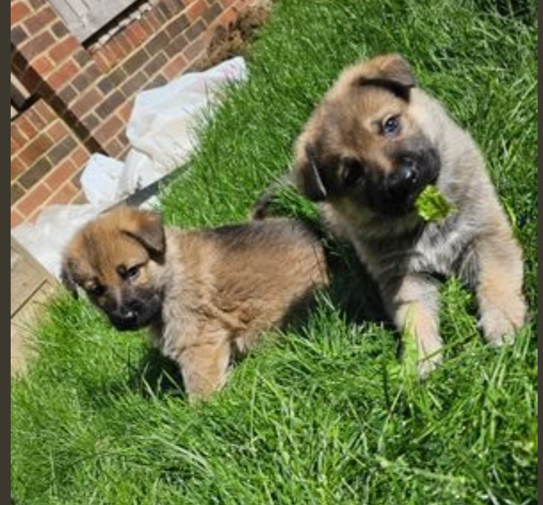 German shepherd puppies Image eClassifieds4u