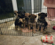 German shepherd puppies