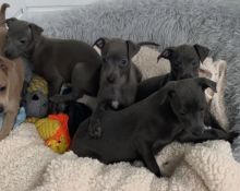 Stunning Italian greyhound puppies available